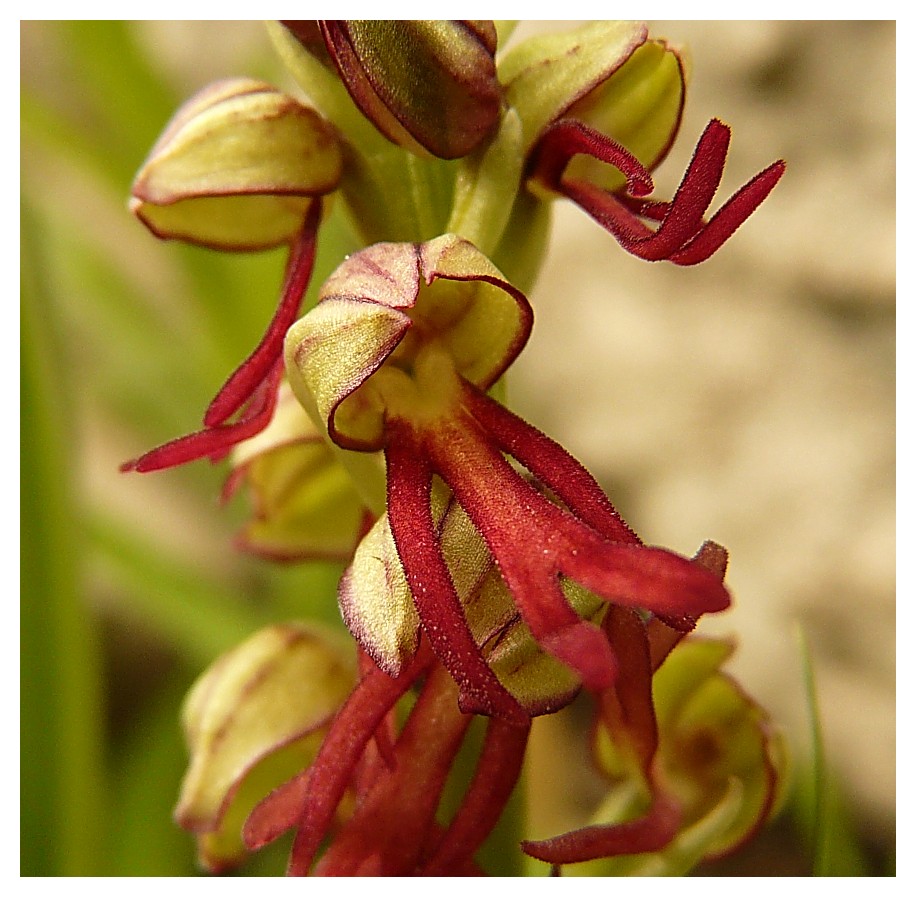 Orchis anthropophora